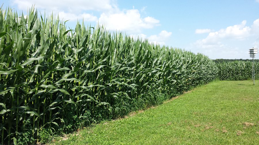 Real Estate Auction - 125.5 Acres in 6 Tracts - Tillable Farmland, Country Home, Building Sites, Wooded Land